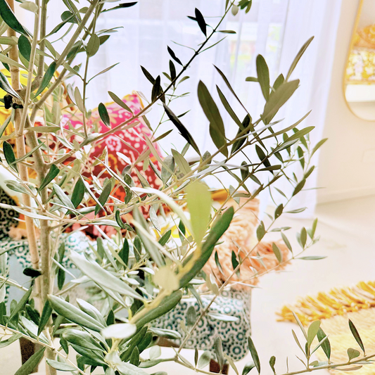 3 ways to style an Olive tree indoors and outdoors