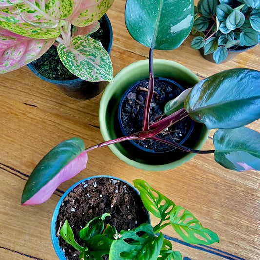 Leaf Language – How to Listen to Your Melbourne Indoor Plants
