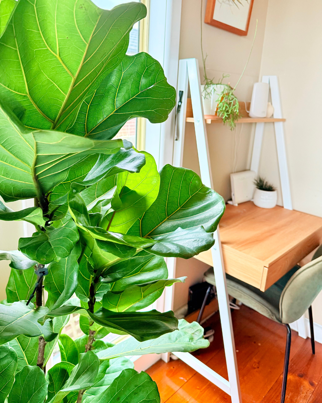 Close up of fiddle leaf fig leaves in front of a wooden next with a green chair
