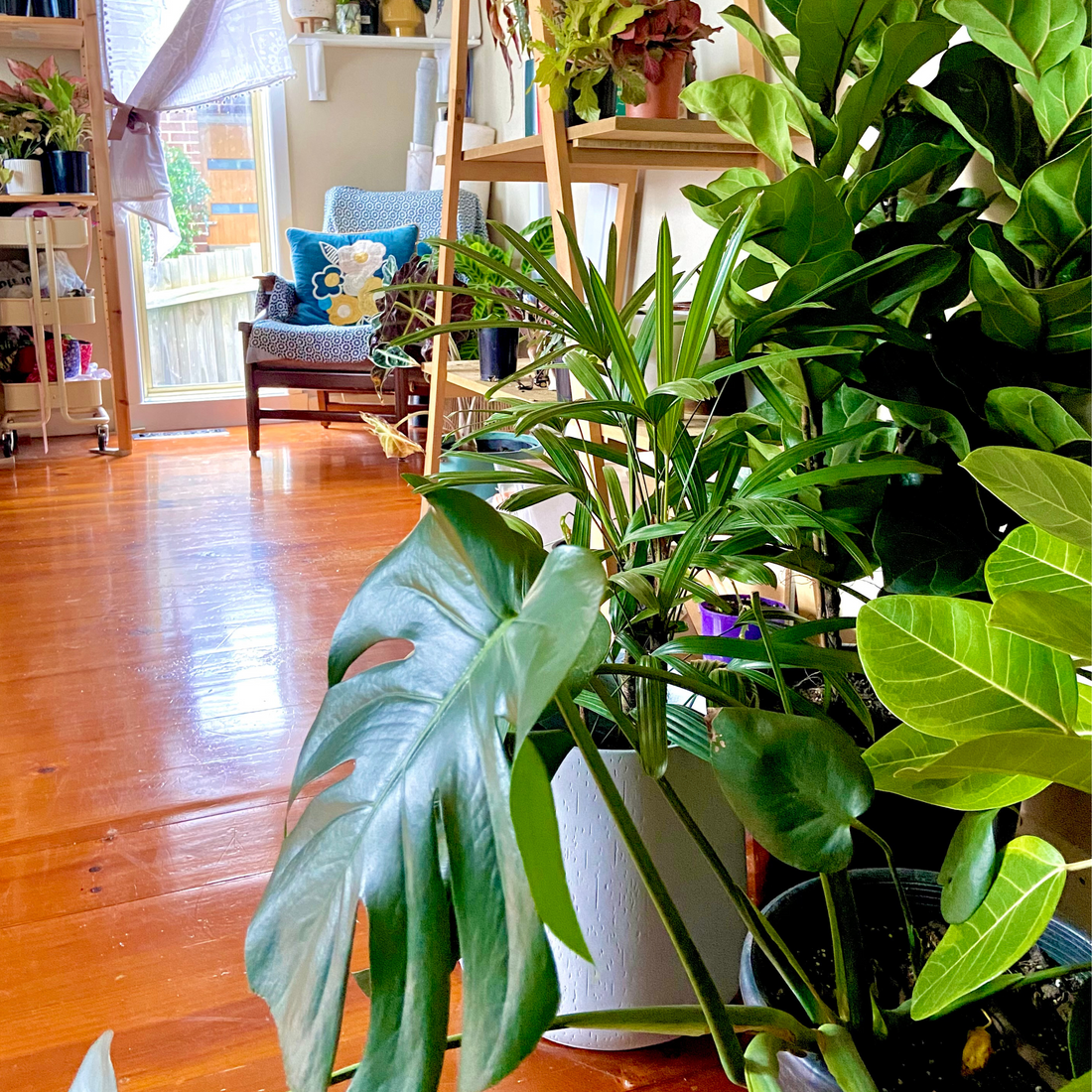 Can Indoor Plants Thrive in a North-Facing Room?