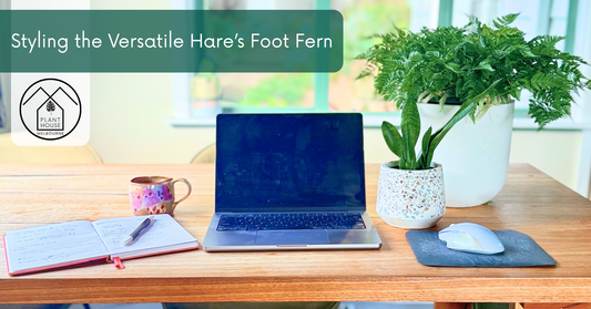 Melbourne’s Hardiest Hidden Gem: Why the Hare’s Foot is the Ultimate Low Maintenance Indoor Plant