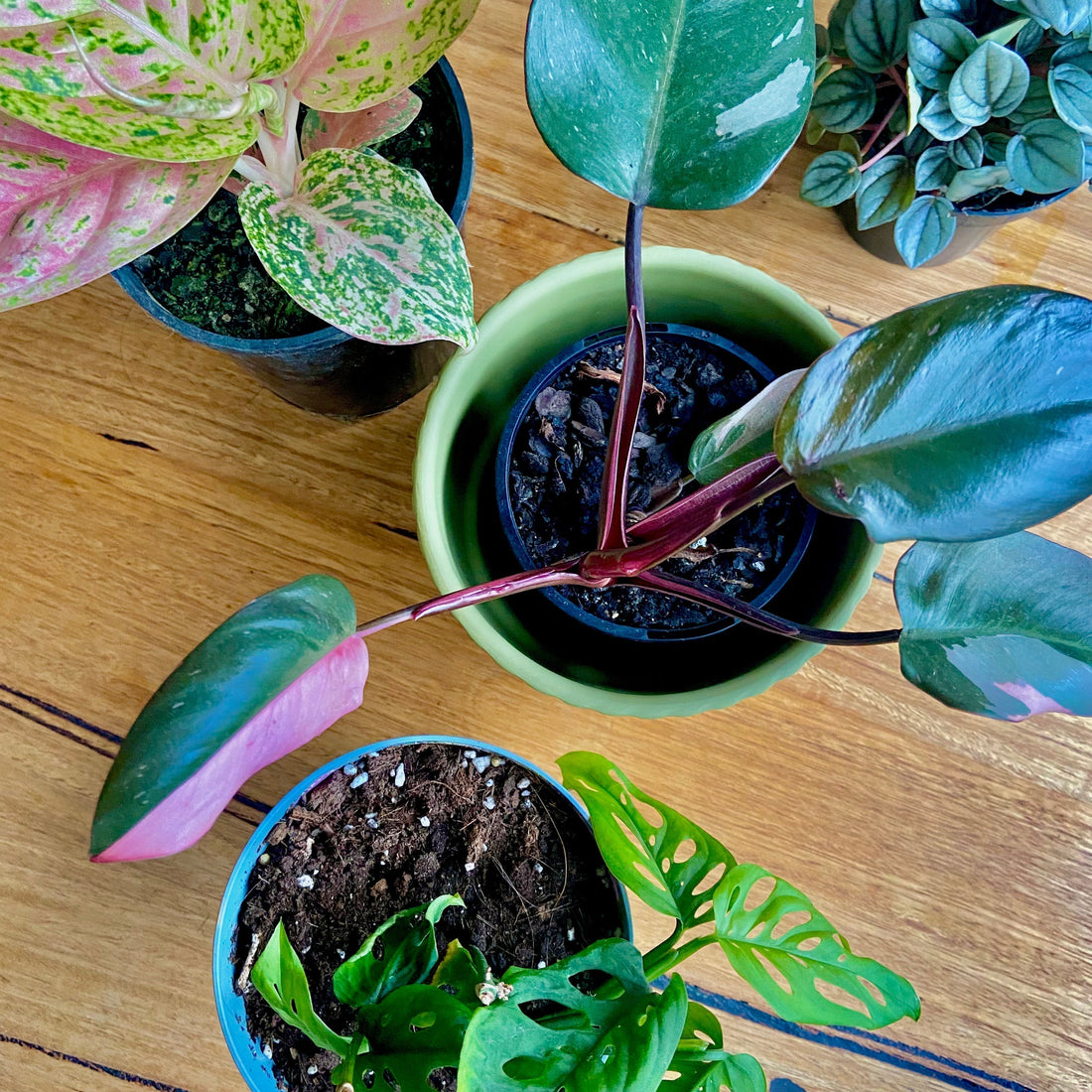Leaf Language – How to Listen to Your Melbourne Indoor Plants