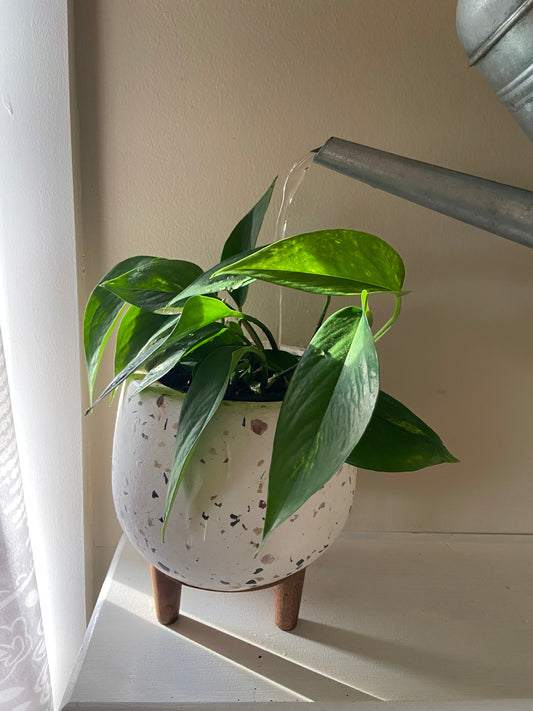 How Do I Know When to Water?