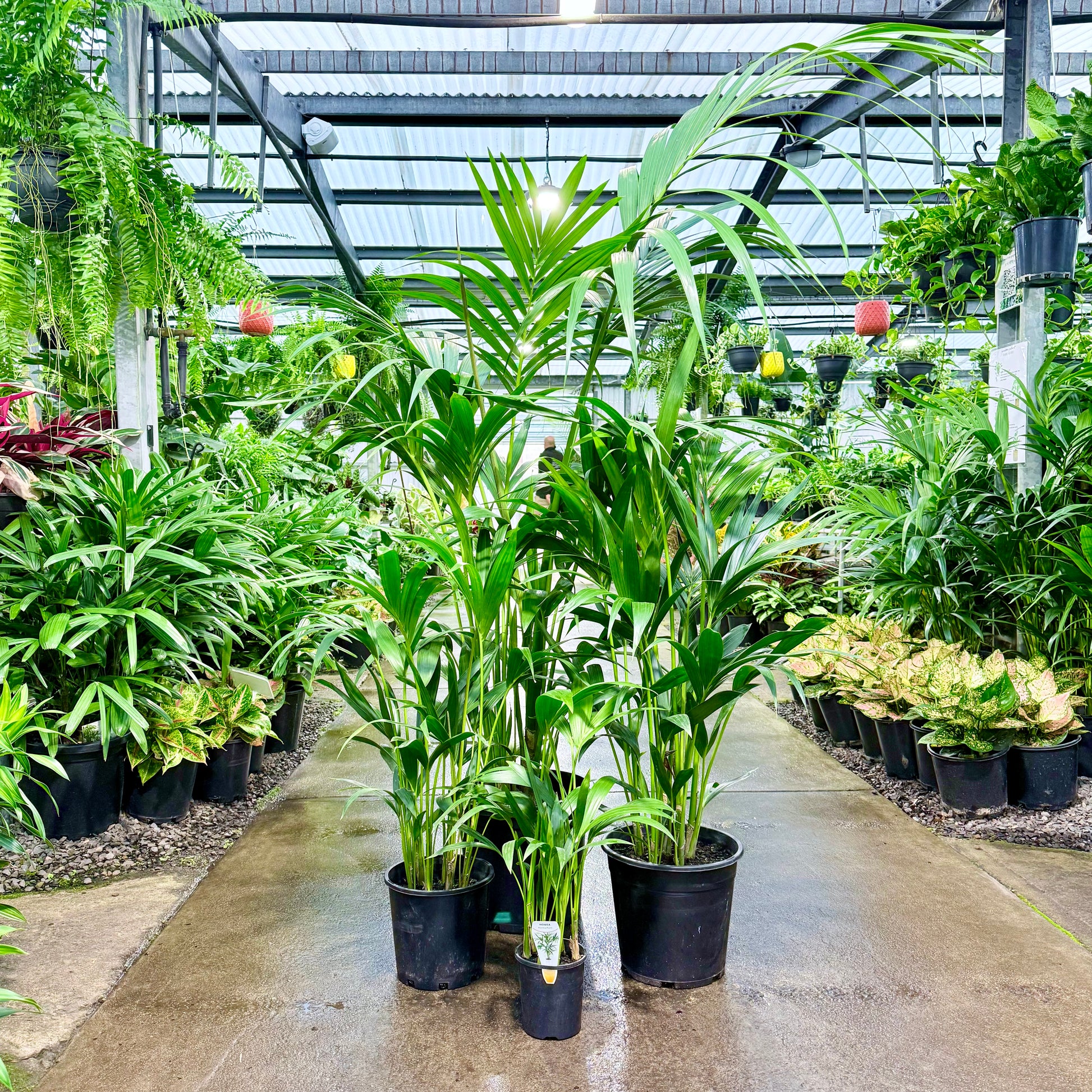 Kentia palms in all sizes available at The Grow Centre Nursery
