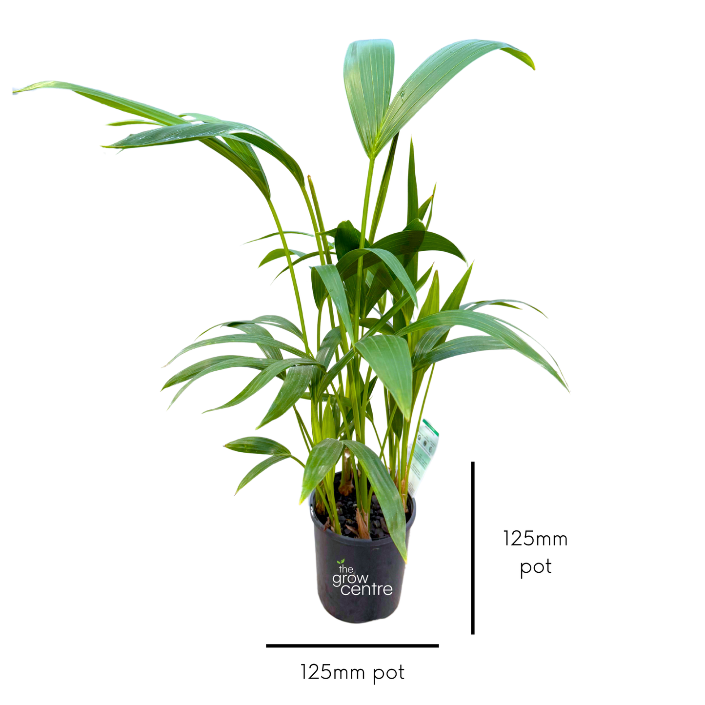 Potted plant with a label indicating '125mm pot' on a white background