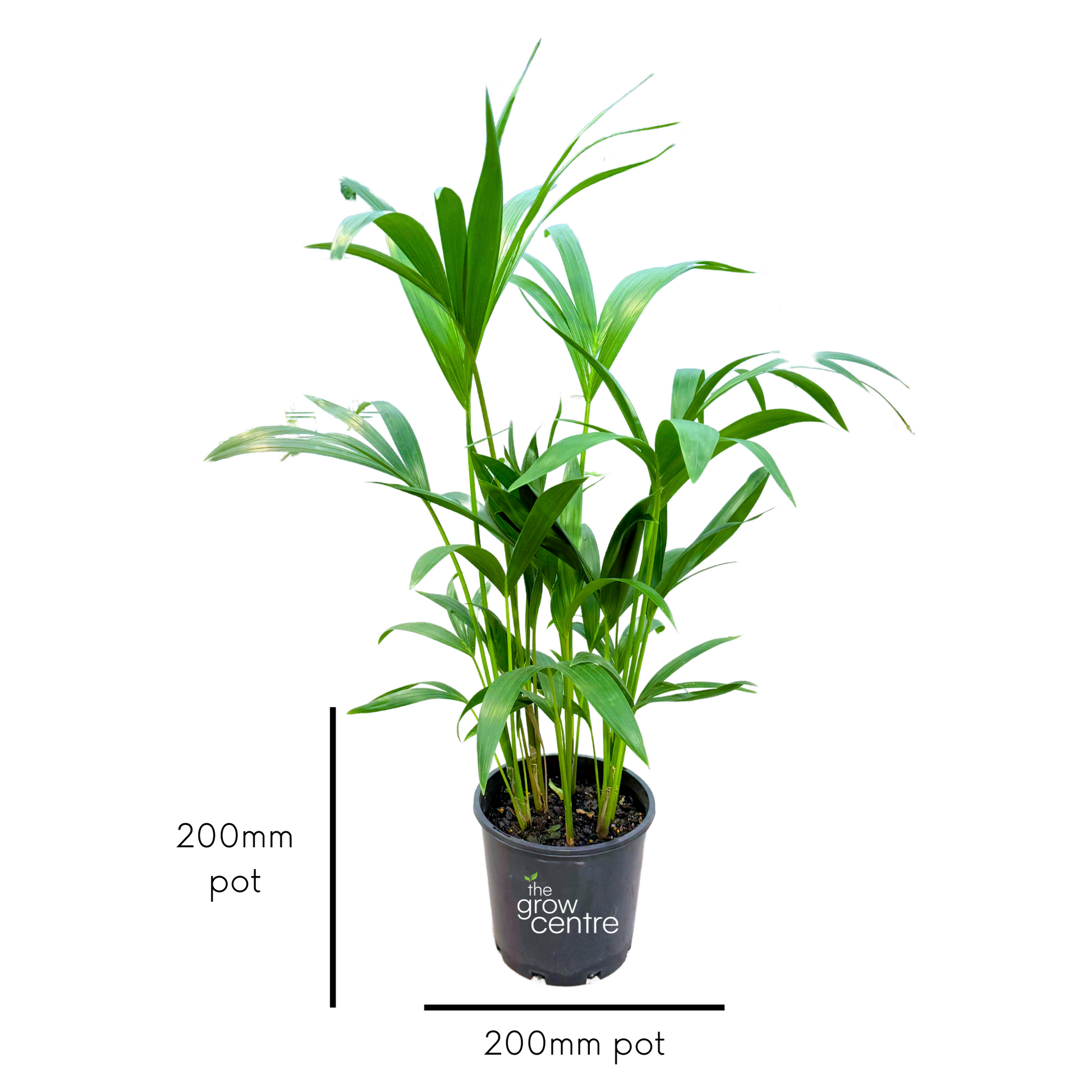 Potted plant with measurement labels on a white background