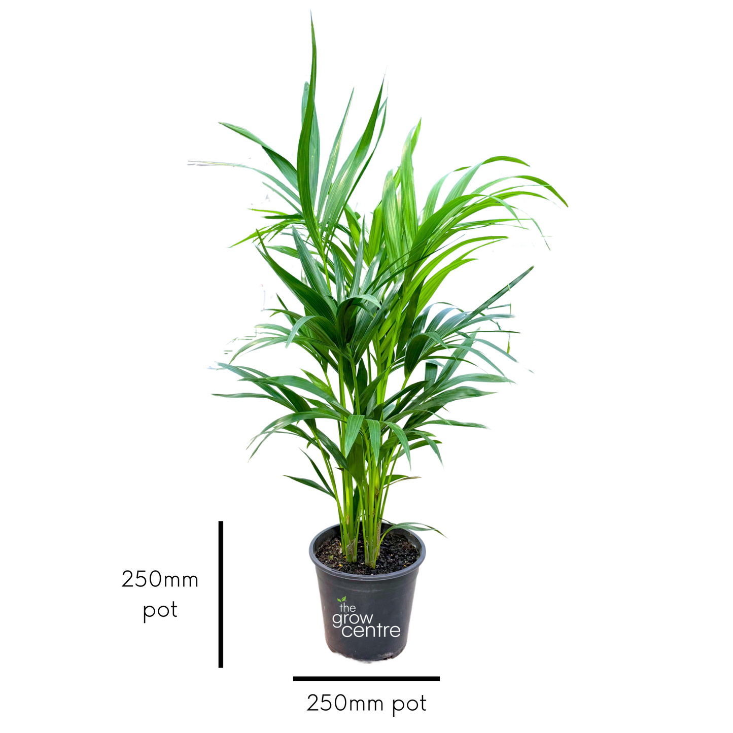 Potted plant with measurement indicators on a white background