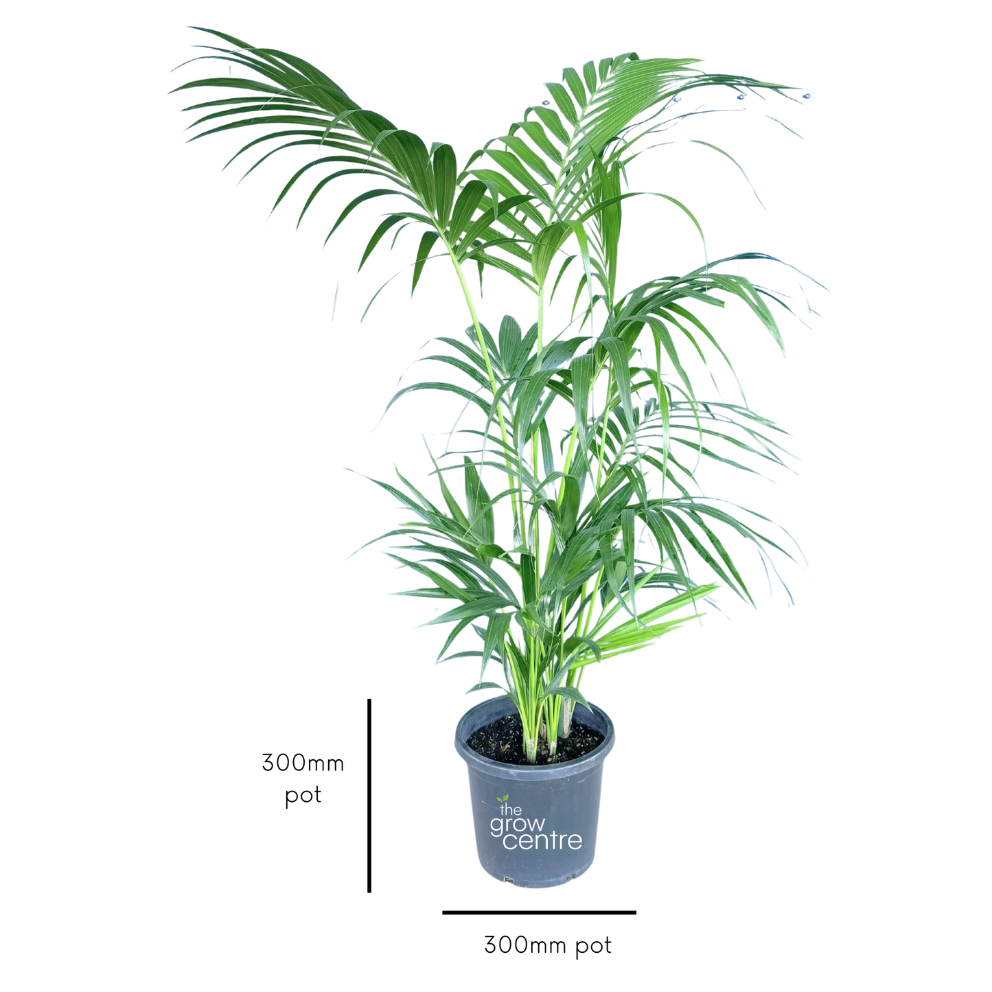 Potted plant with a measurement label on a white background