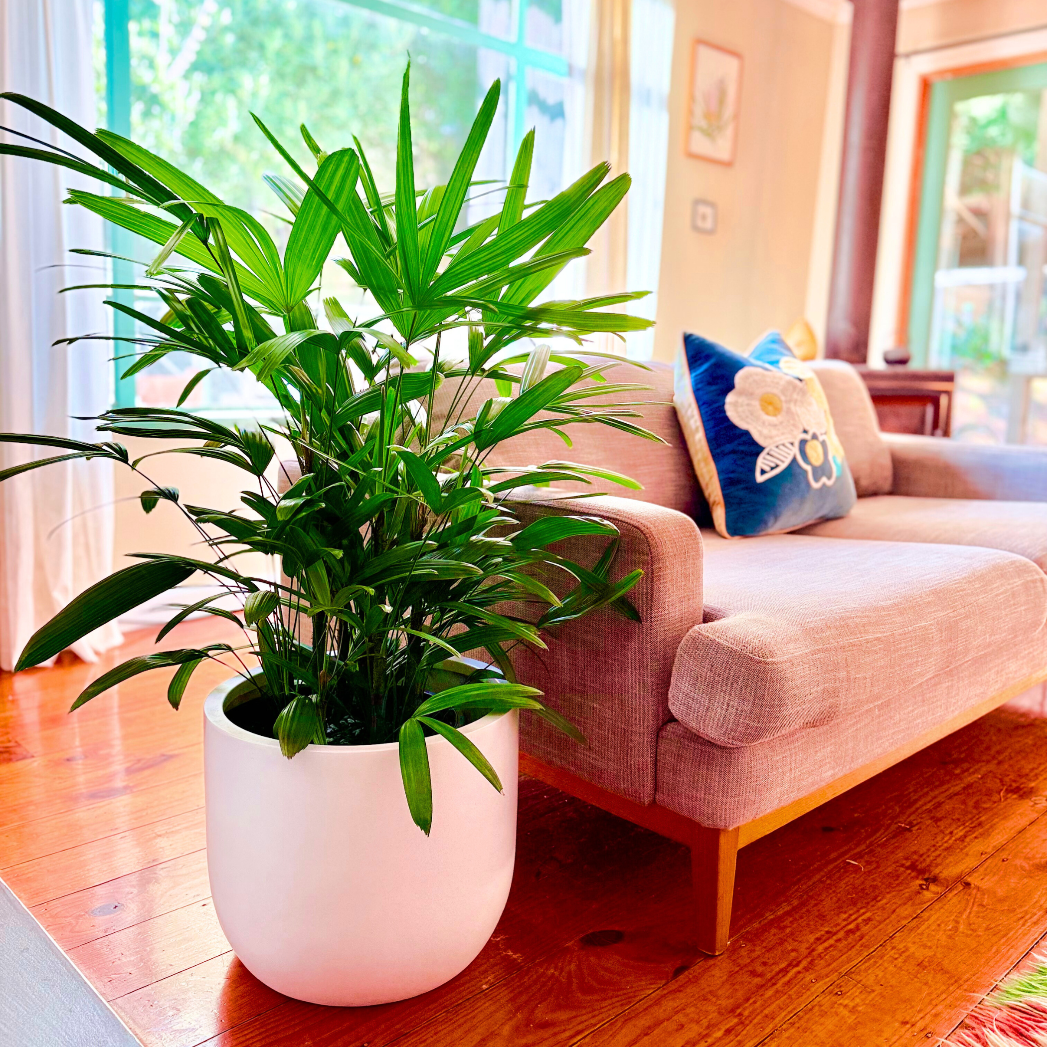 Rhapis palm sitting on a white pot next to a grey couch in front of a blurred background