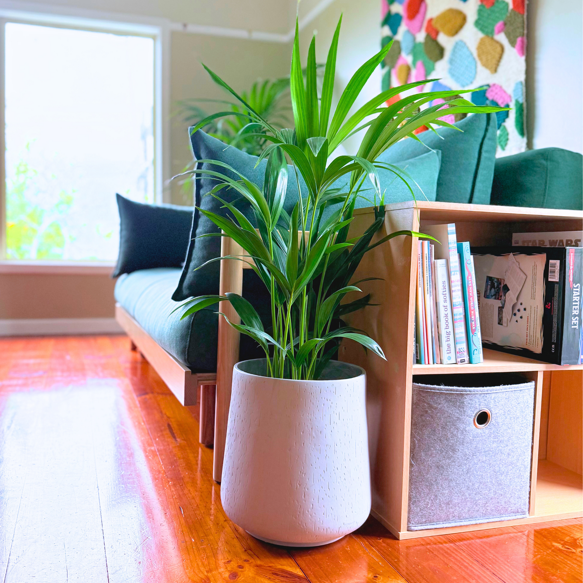 Potted Kentia palm plant on a wooden floor with a couch and bookshelf in the background