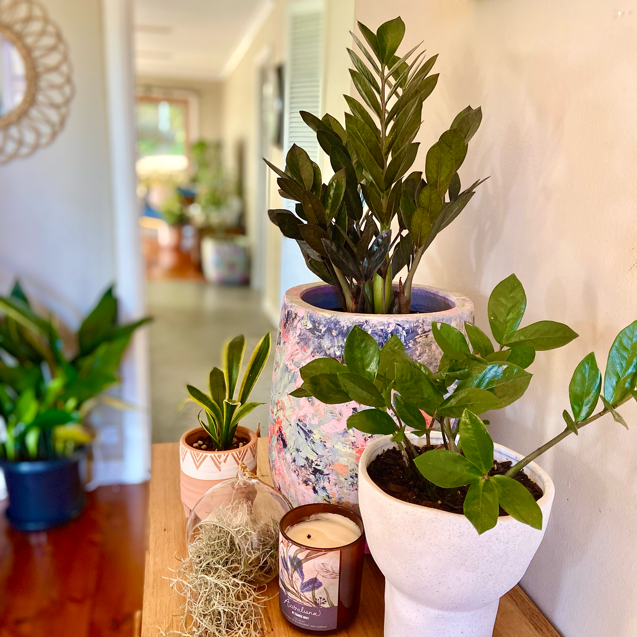 Potted Zanzibar plants on a wooden surface with a blurred indoor background